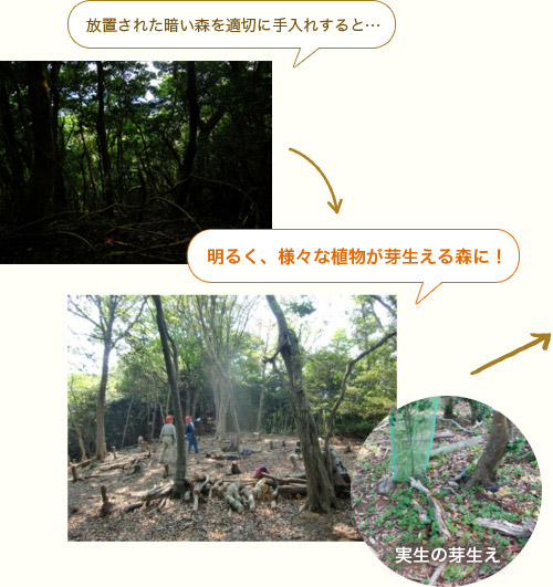 放置された暗い森を適切に手入れすると… 明るく、様々な植物が芽生える森に! 実生の芽生え